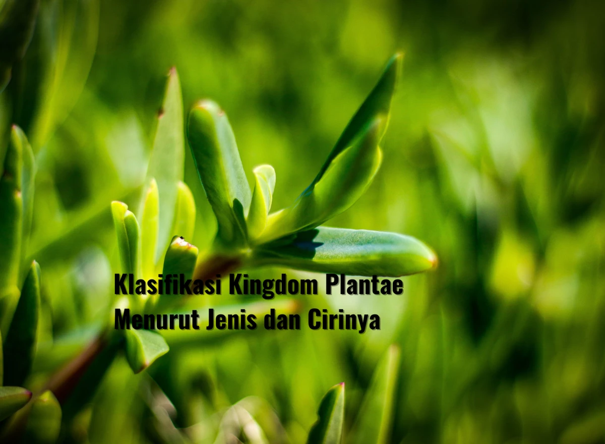 Klasifikasi Kingdom Plantae Menurut Jenis dan Cirinya